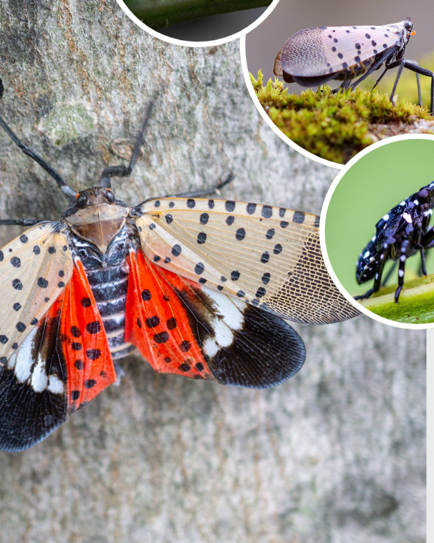 Spotted Lanternfly Confirmed in Berrien County: What You Need to Know