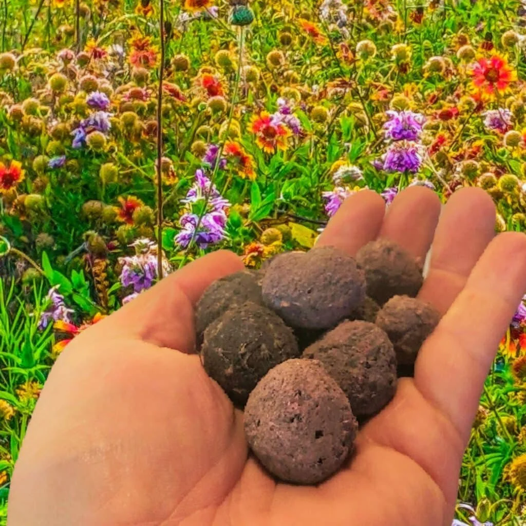 Seed Ball Class