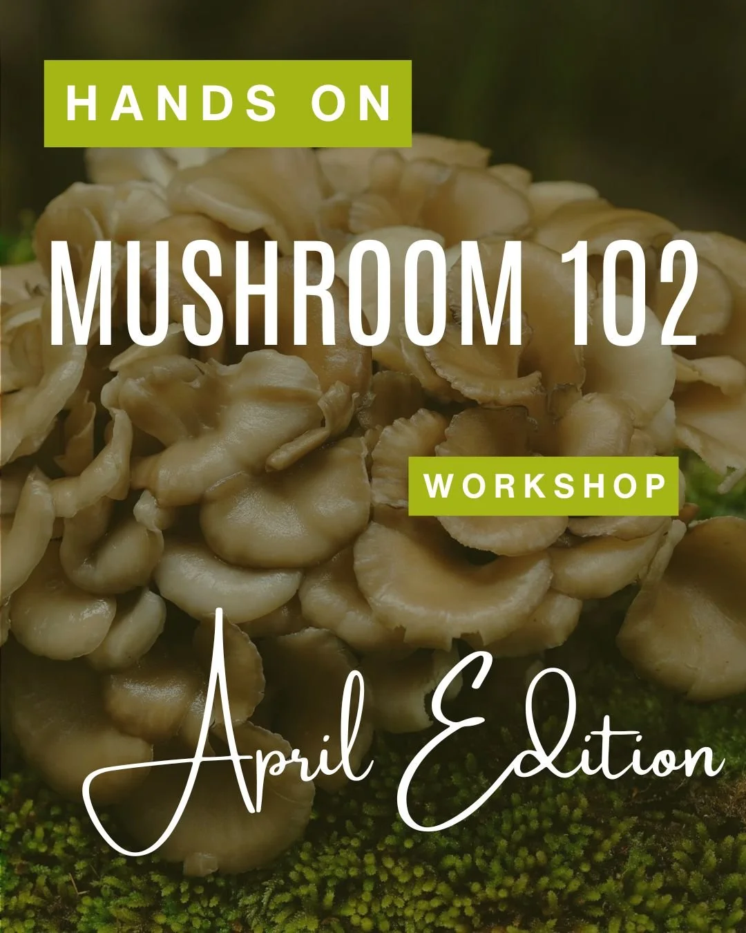 Hands-On Mushroom 102  Workshop - April
