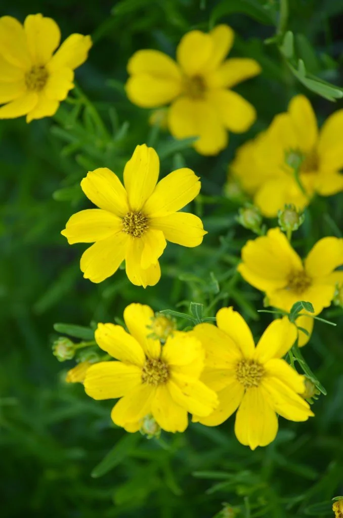 Prairie Coreopsis (Coreopsis palmata)