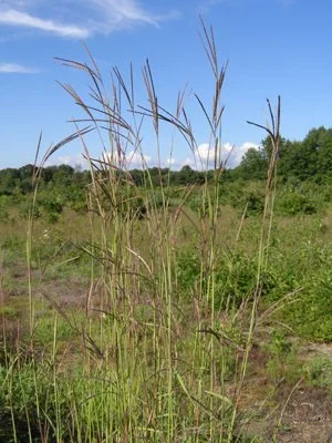 Big Blue Stem (Andropogon gerardii)