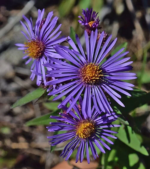 New England Aster (Aster novae-angliae)