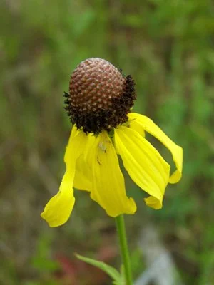 Yellow  "Grey Headed Coneflower" (Ratibida pinnata)