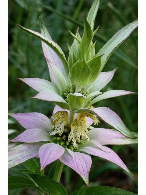 Horsemint "Spotted Bee Balm"   (Monarda Punctata)