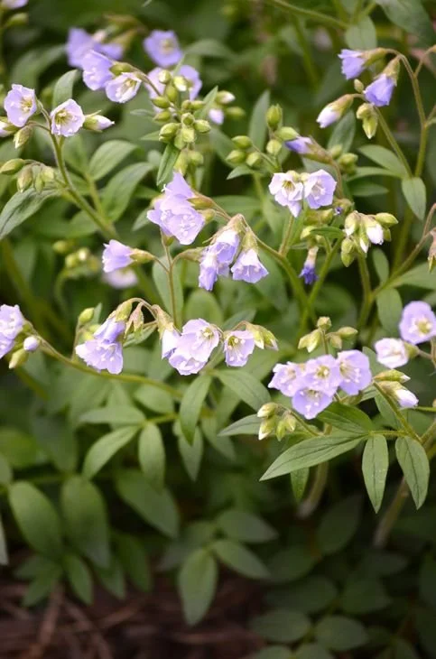 Jacobs Ladder  (Polemonium reptans)