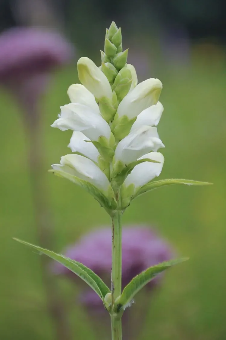 White Turtlehead  (Chelone glabra)