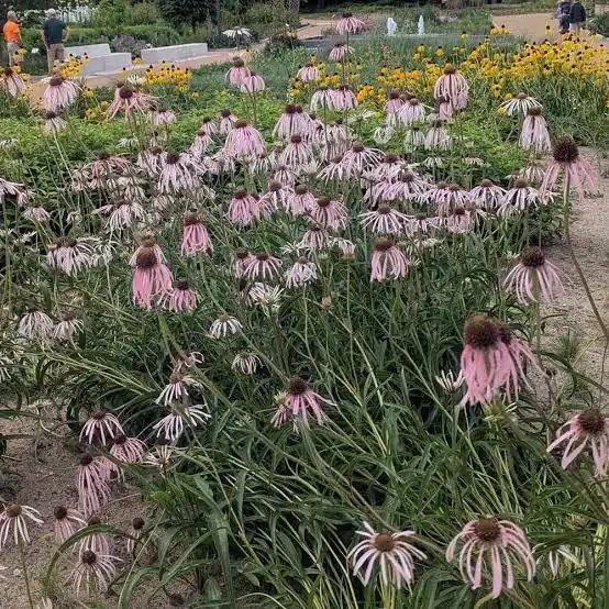Pale Purple Coneflower(Echinacea pallida)