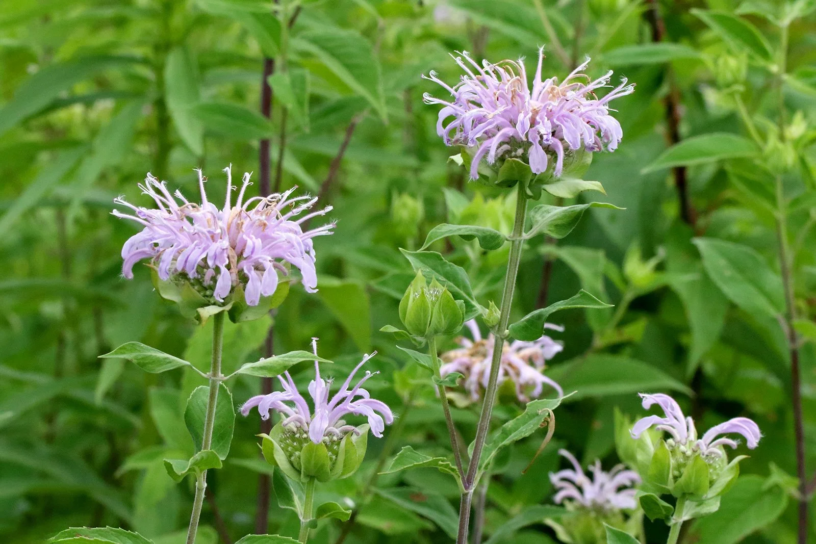 Bergemot ( Bee Balm) -Monarda Fistulosa