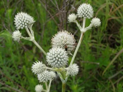 Rattlesnake Master  (Eryngium yuccifolium)