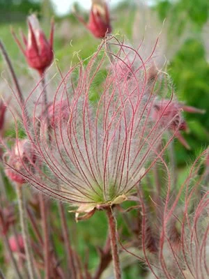 Prairie Smoke (Geum triflorum)