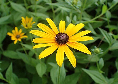 Black-Eyed Susan- (Rudbeckia hirta)