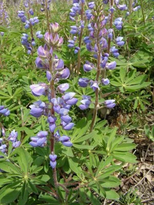 Wild Lupine  (Lupinus perennis)