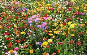 Garden Flat - Wildflowers with Design Plan for a 4 x 10 ft area