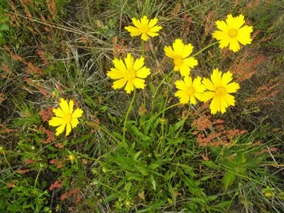 Sand Tickseed "Lanceleaf Coreopsis"  (Coreopsis lanceolata)