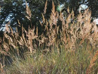 Indian Grass  (Sorgastrum nutans)