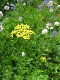 Garden Flat-Shade with Design Plan for a 4 x 10 ft area