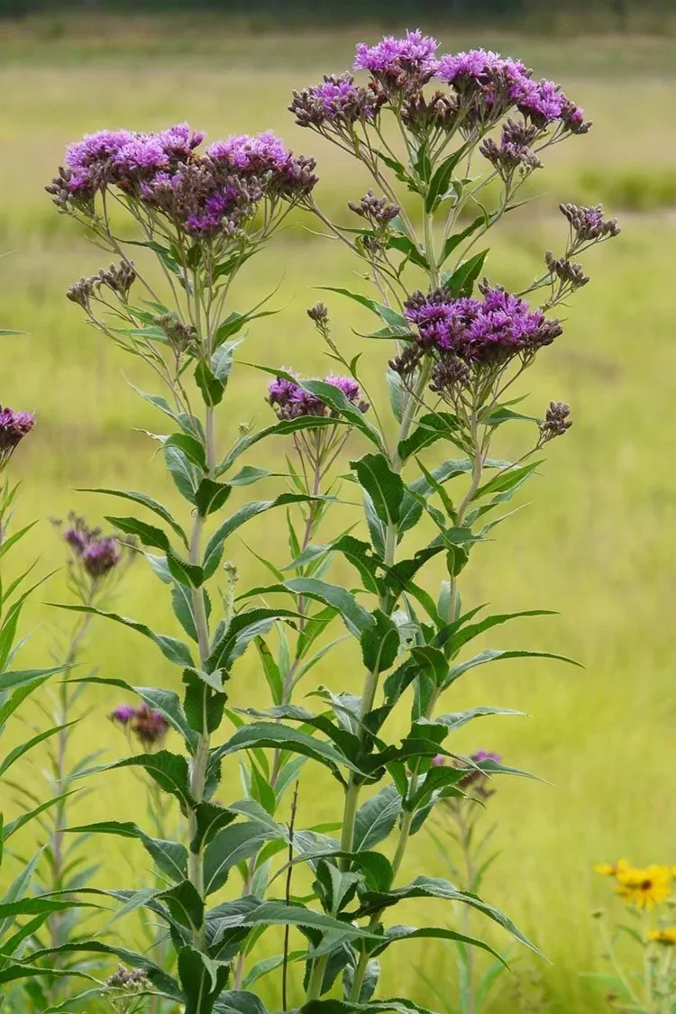 Ironweed (Vernonia missurica)