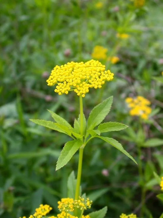 Golden Alexanders (Zizia aurea)