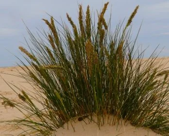 Dune-Grass.3.jpeg