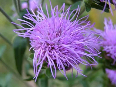 Northern Blazing Star  (Liatris scariosa)
