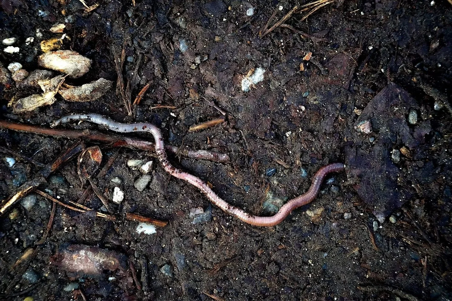The World Beneath our Feet: Soil Health and Agriculture Resilience
