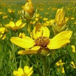 corpal 6001_thumbnail.jpg