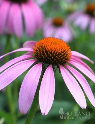 Purple Coneflower  (Echinacea purpurea)
