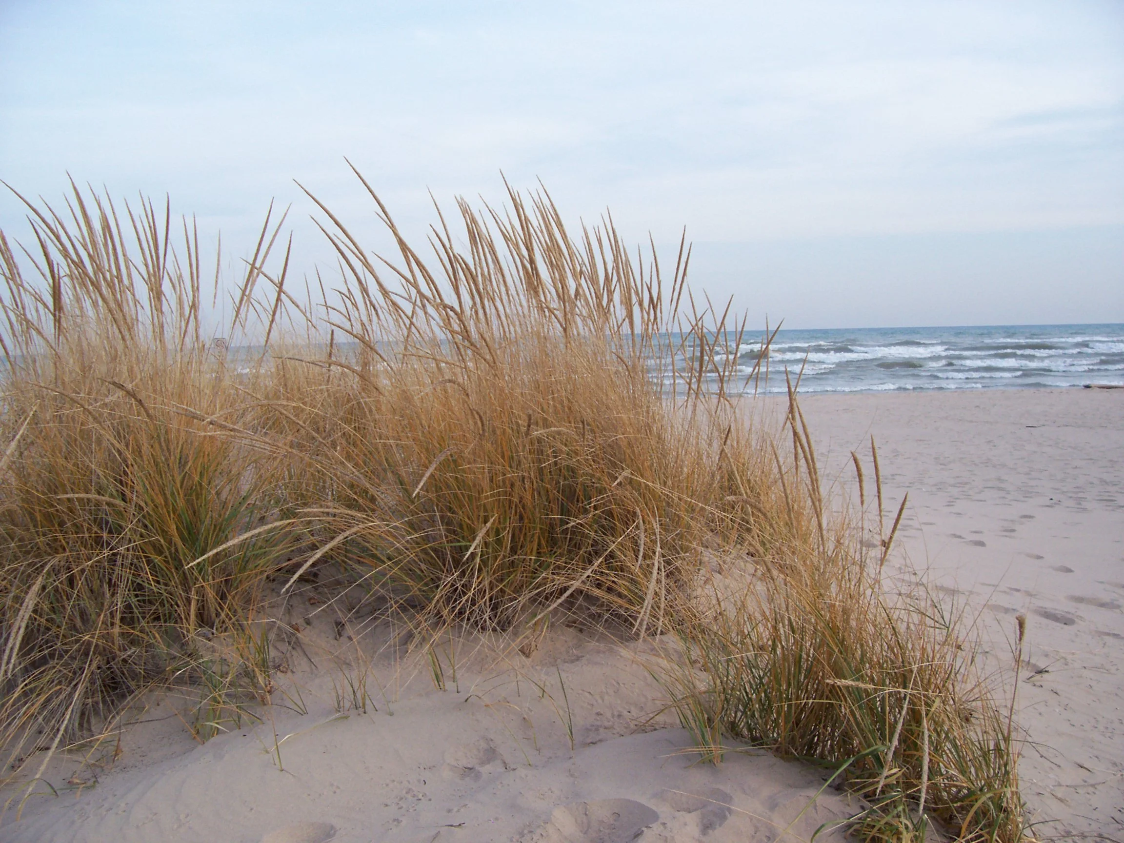 Grass, Dune (Beach)