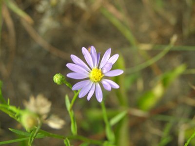 Sky Blue Aster  (Aster azureus)