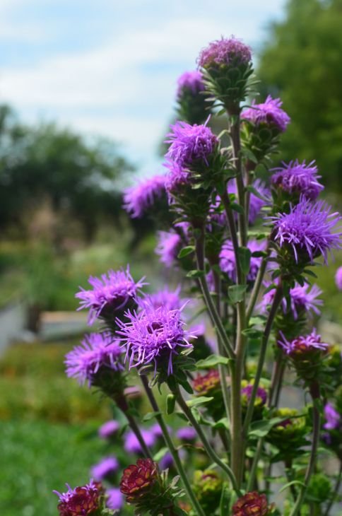 Northern-Blazing-Star-Liatris-scariosa-var.-nieuwlandii_484x730.jpg