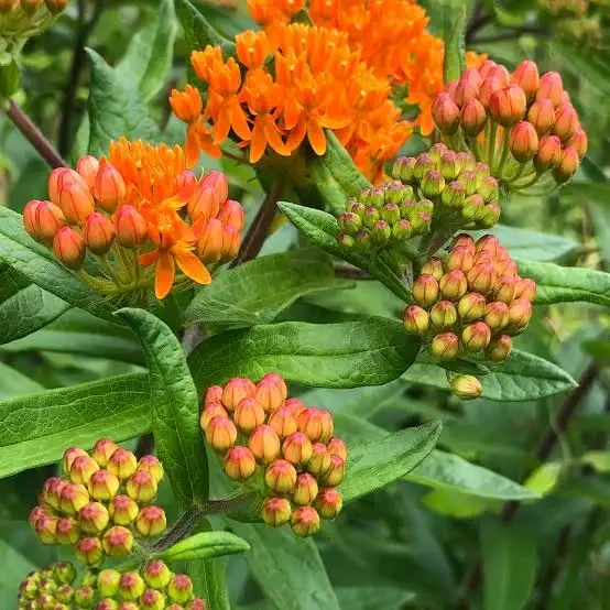 Butterfly Weed- (Asclepias tuberosa)