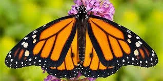 Garden Flat-Monarch Way Station with Plan for a 4x10 ft area