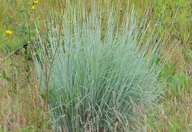 Little Blue Stem (Schizachyrium scoparium)