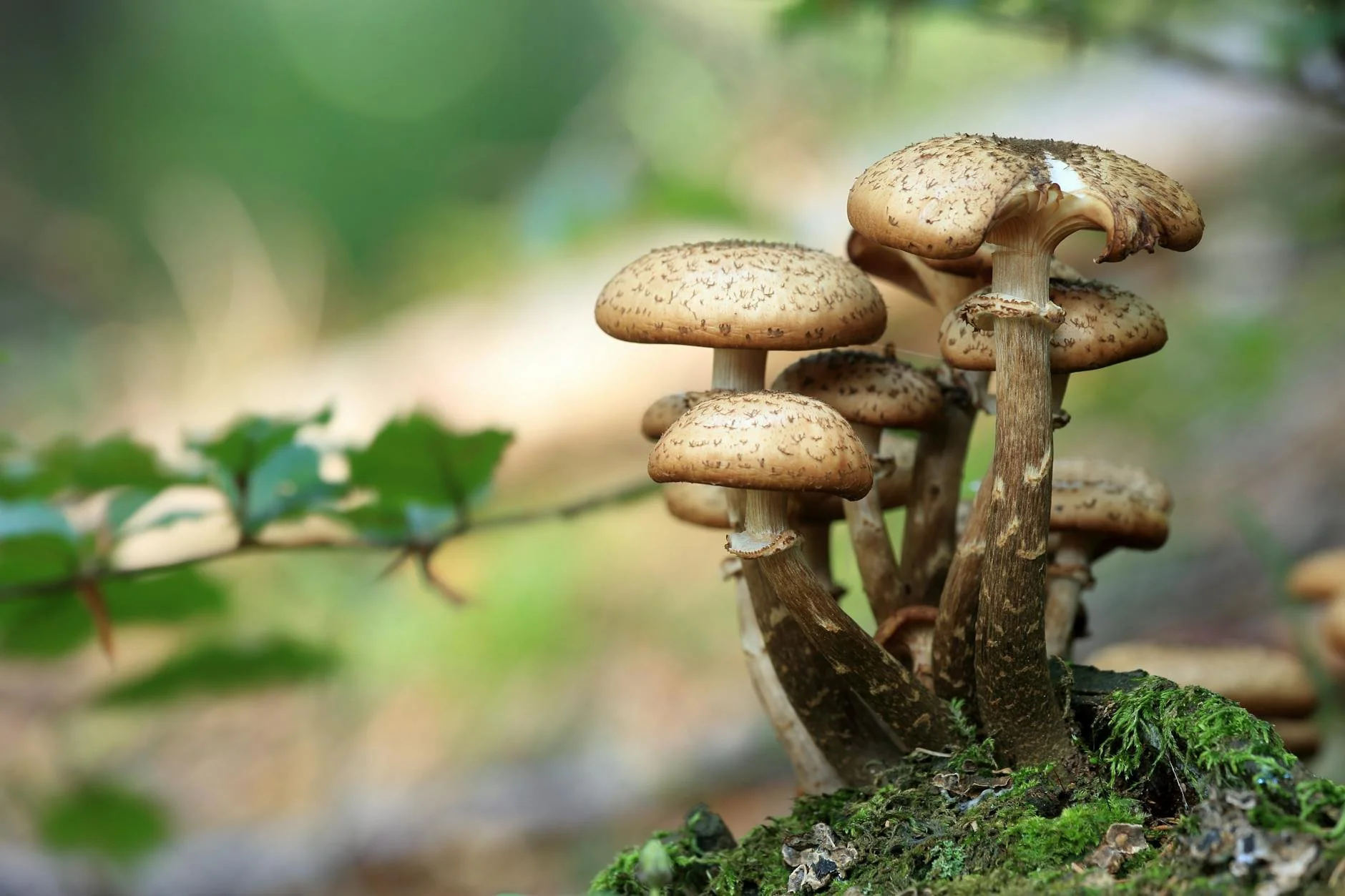 Foraging for life 101