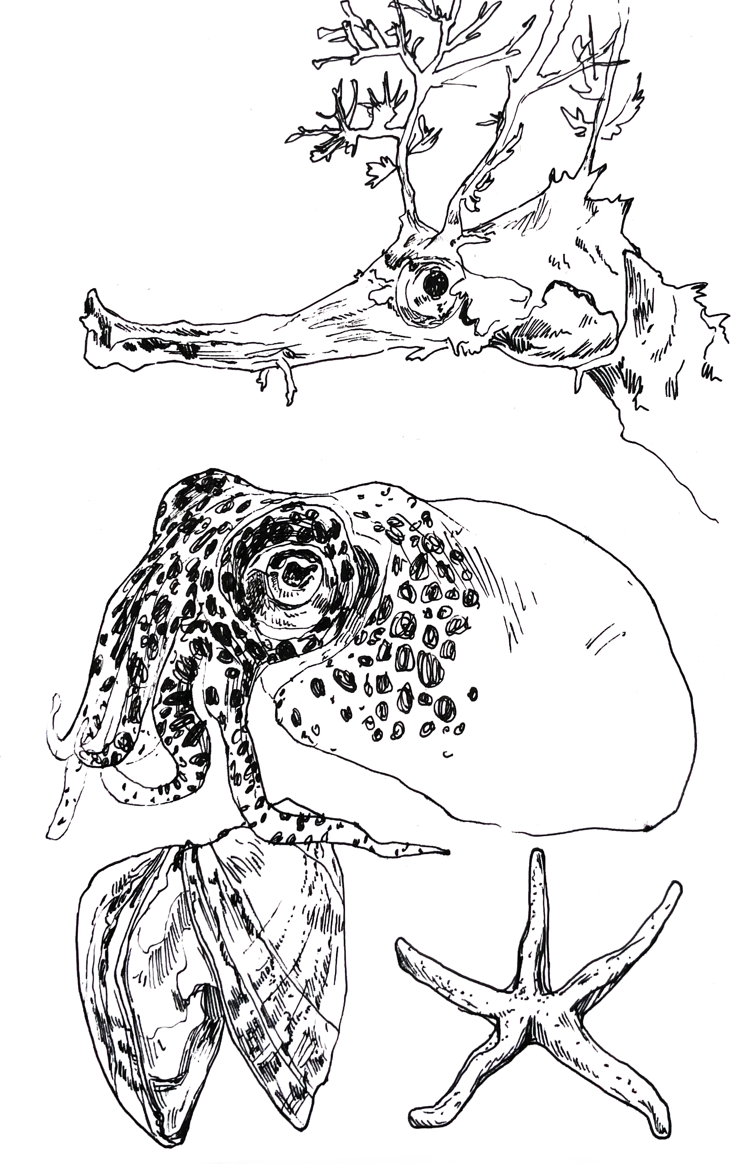 Sea creatures_Seite_1.png