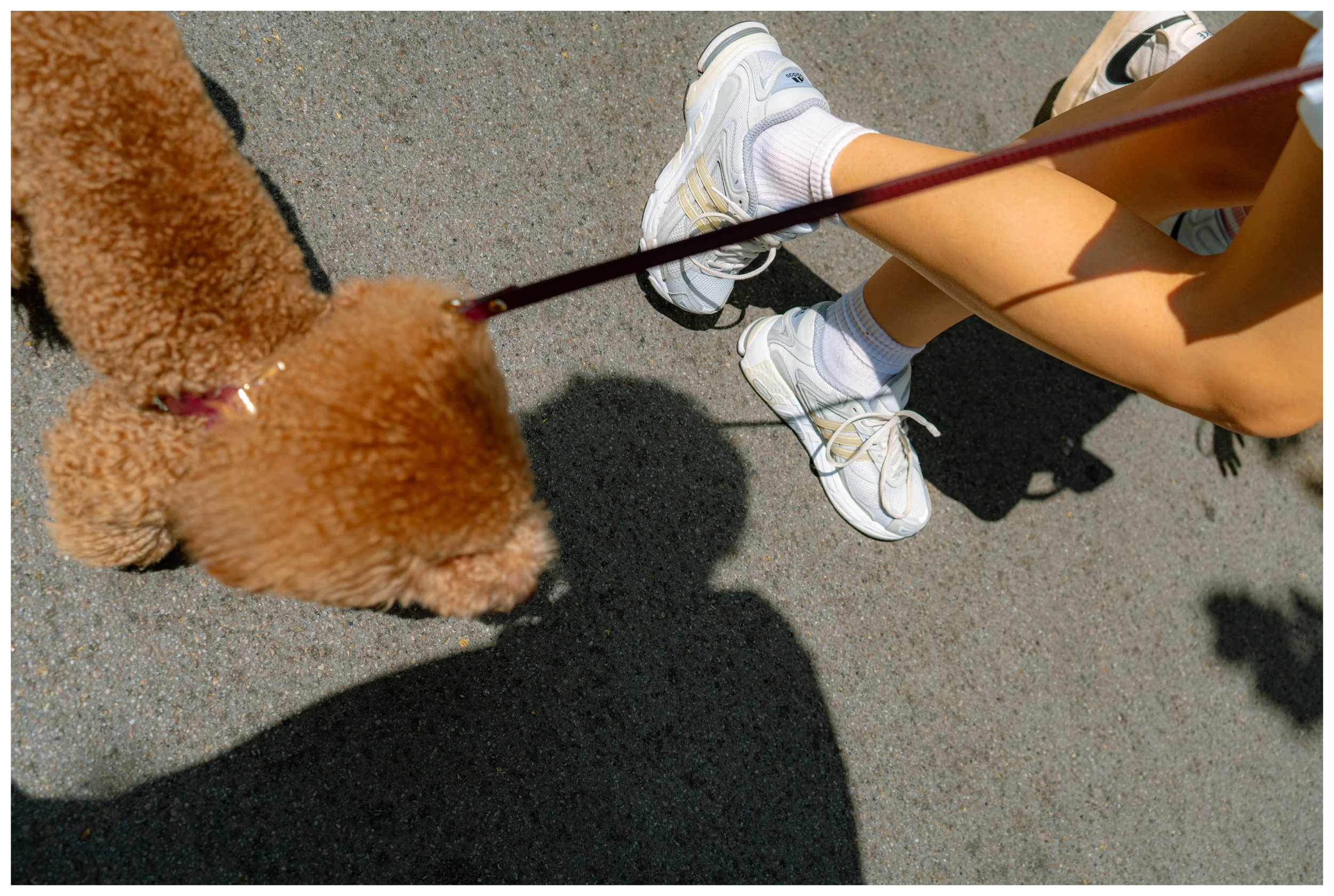 Close-up of a person walking a fluffy brown dog on a leash on a paved path; the person's legs, white sneakers, and white socks are visible.