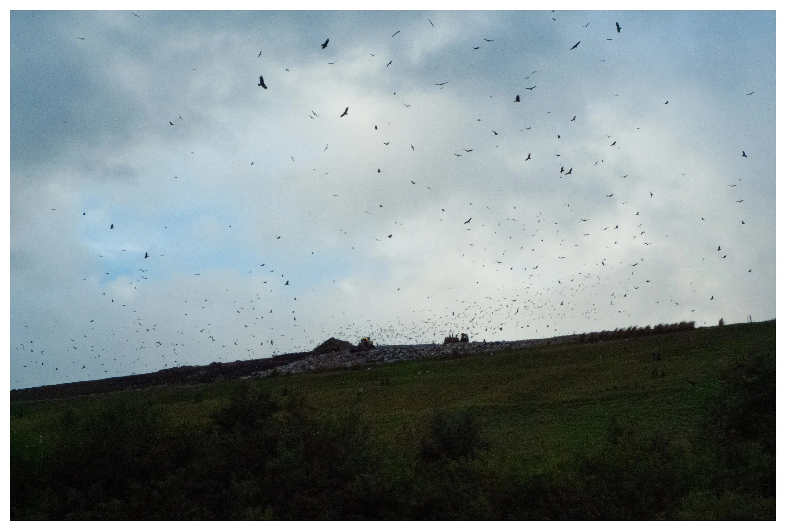 A hillside with green grass and shrubs under a cloudy sky, with a large flock of birds flying overhead.