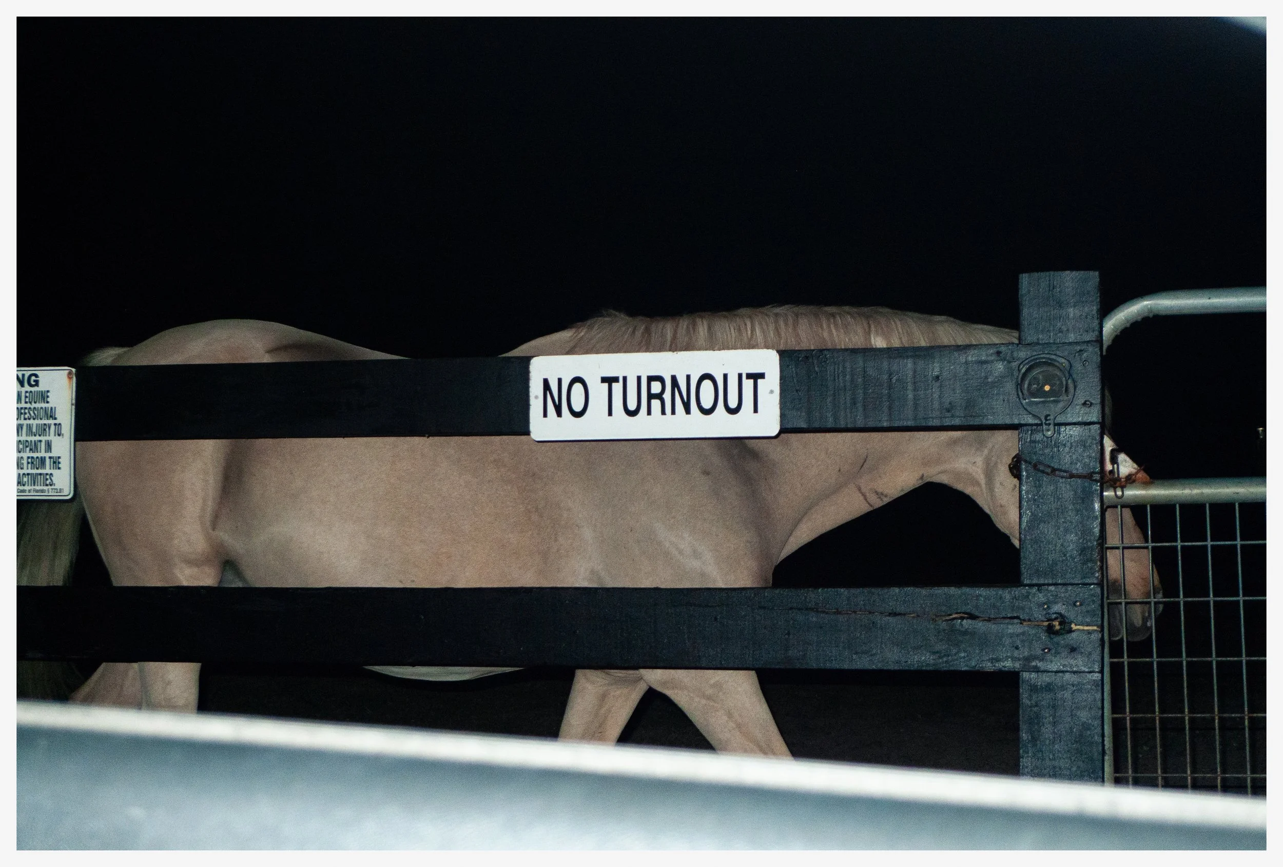 A cow behind a black gate with a "No Turnout" sign, night scene.