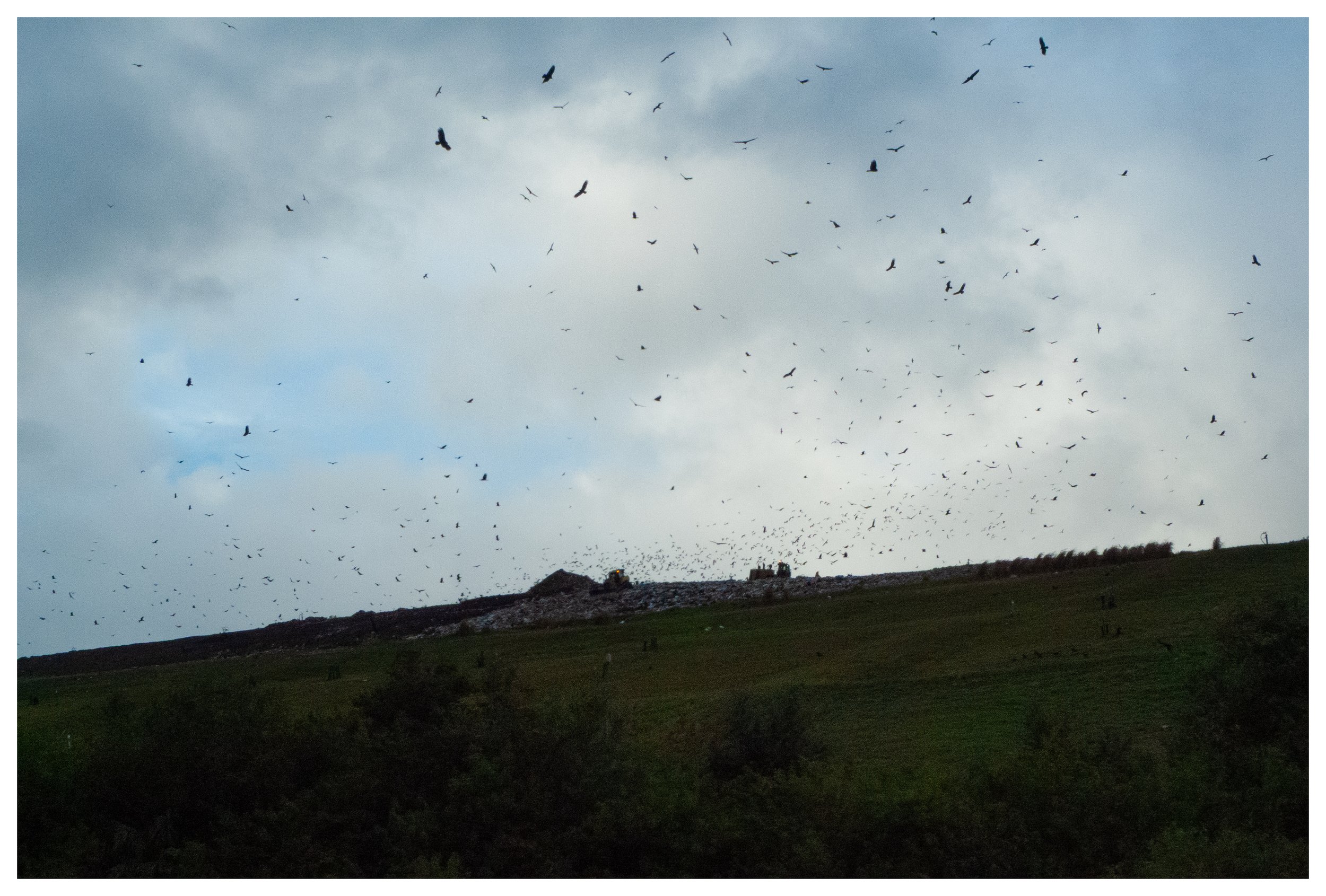 A flock of birds flying over a green hill with some trees, under a cloudy sky.