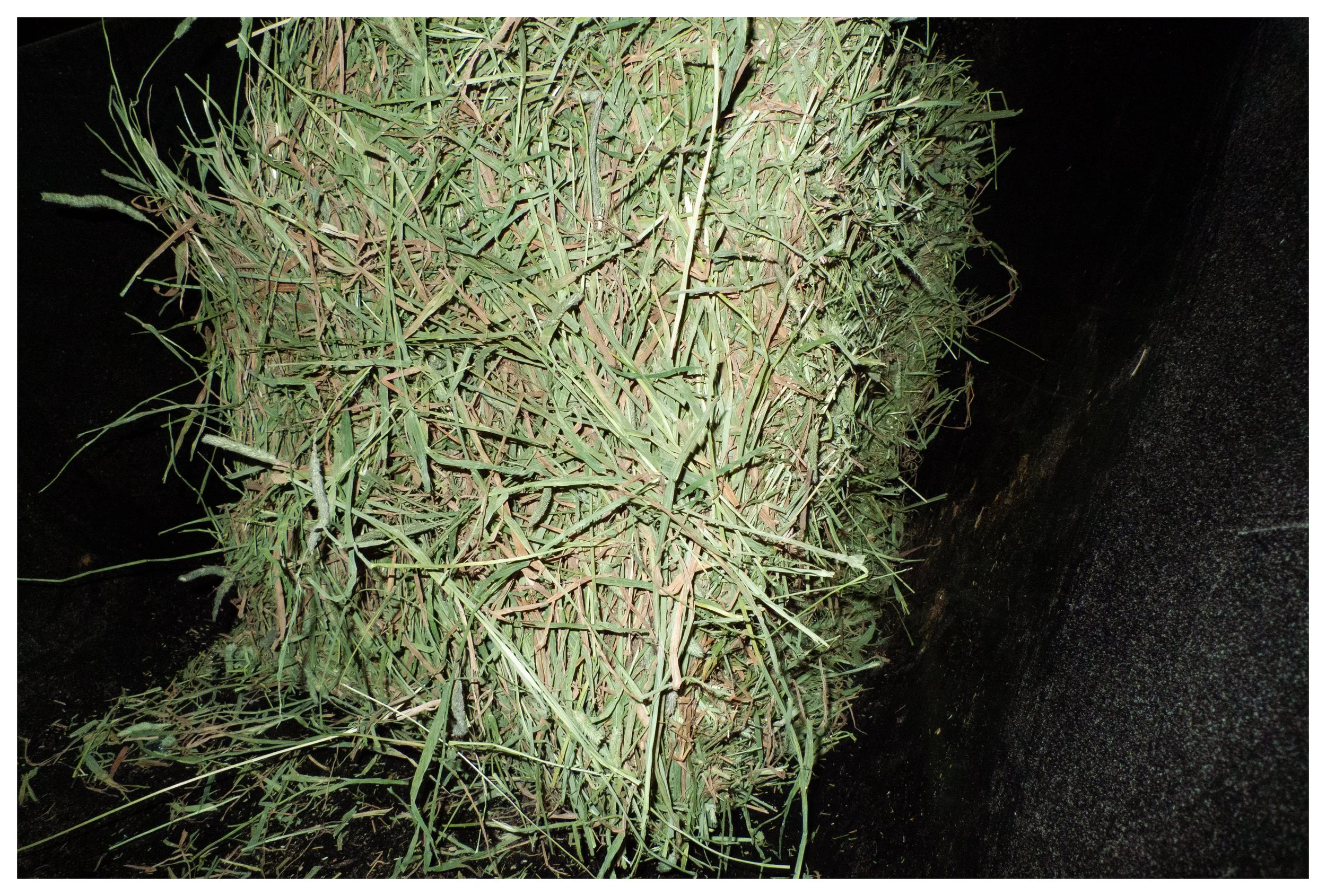 A heap of dry grass or hay inside a black container or bin.
