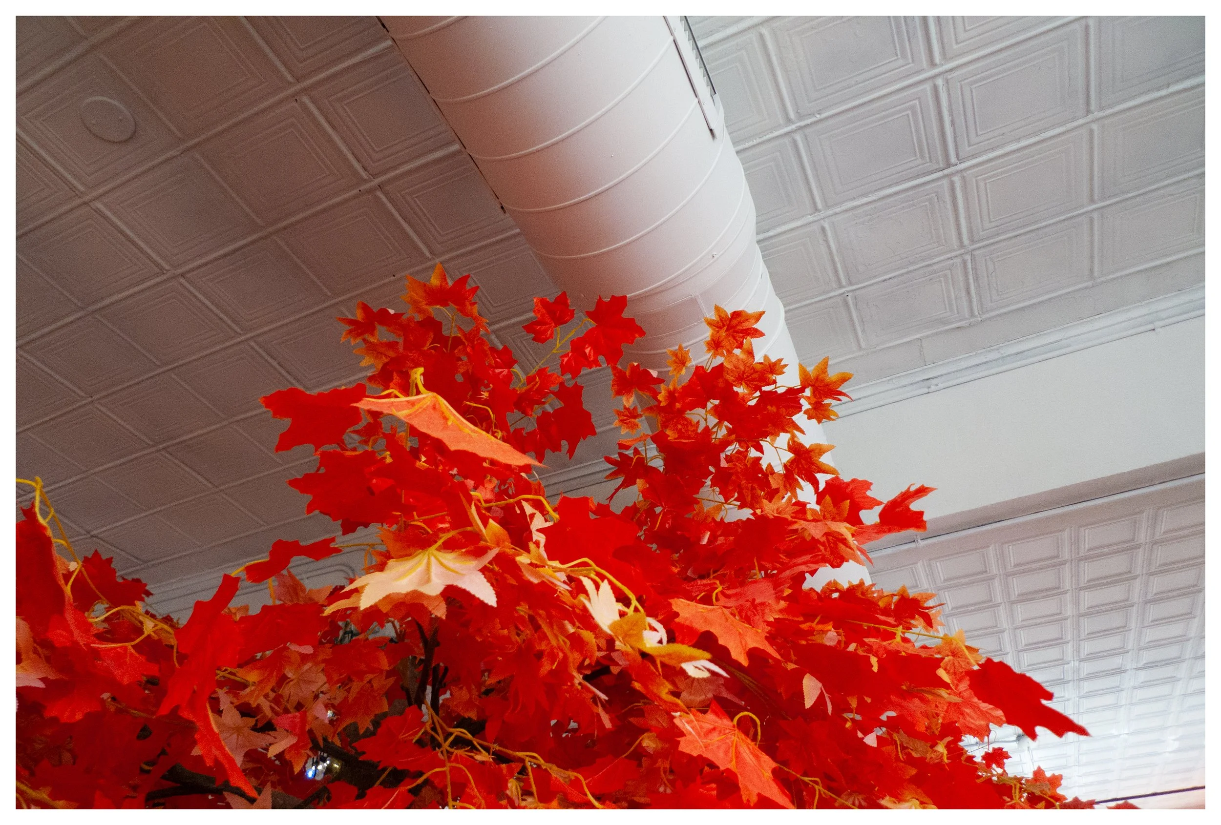 Decorative artificial red and orange autumn leaves arrangement hanging from the ceiling in an indoor space with a white suspended ceiling and a large white ventilation duct.