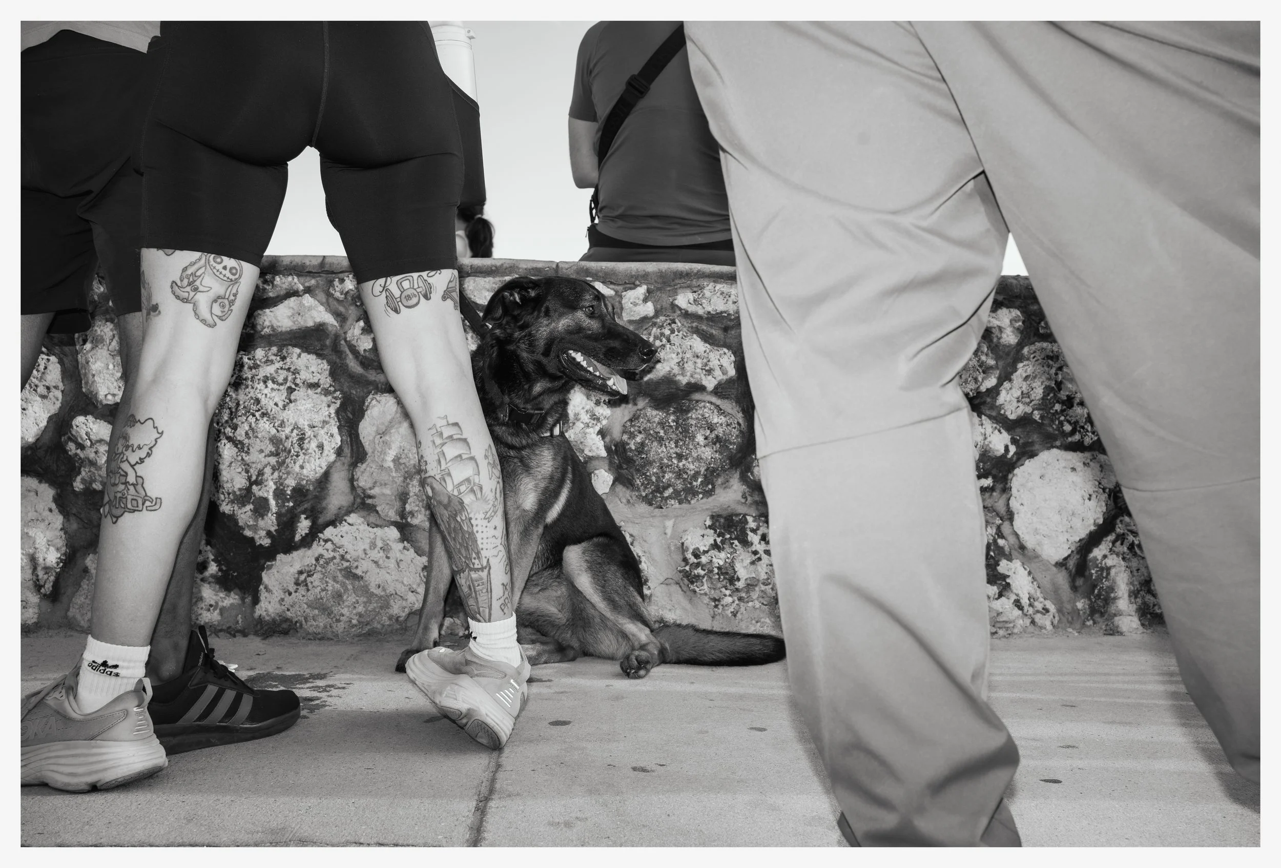 People standing around a sitting dog, outdoors, with a stone wall in the background. The photo is in black and white.