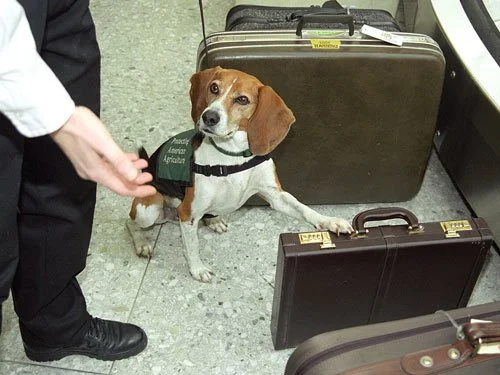 A USDA Beagle Brigade dog signals a suitcase at an airport baggage claim, wearing a vest marked “Protecting American Agriculture,” while a handler gestures nearby.