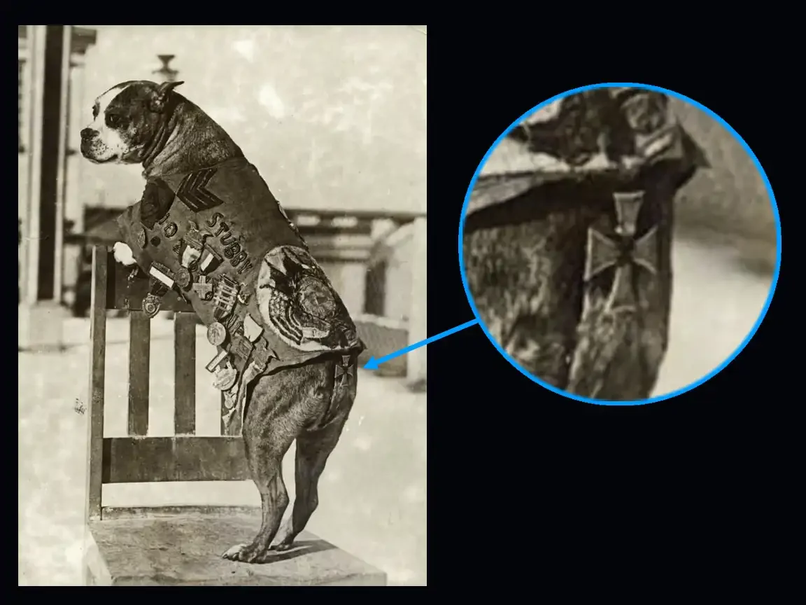 Small brindle dog standing on a chair, wearing a medal-covered blanket; inset highlights a German Iron Cross attached to the fabric.