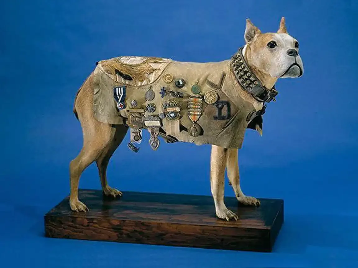Taxidermied dog standing on a wooden base against a blue background, wearing a decorated WWI blanket covered in medals and insignia.