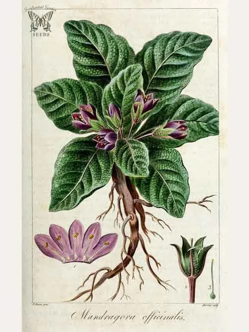 Botanical illustration of Mandragora officinalis with large green leaves, purple flowers, a forked root, and detailed views of flower and fruit structures.
