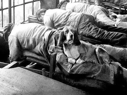 A black-and-white photo of French knife grinders resting face-down on workbenches, with a Basset Hound lying calmly on his legs for warmth.