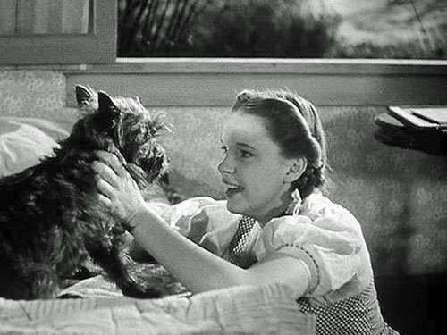 Dorothy (Judy Garland) smiles and holds Toto close while lying in bed during a calm black-and-white scene from The Wizard of Oz (1939).