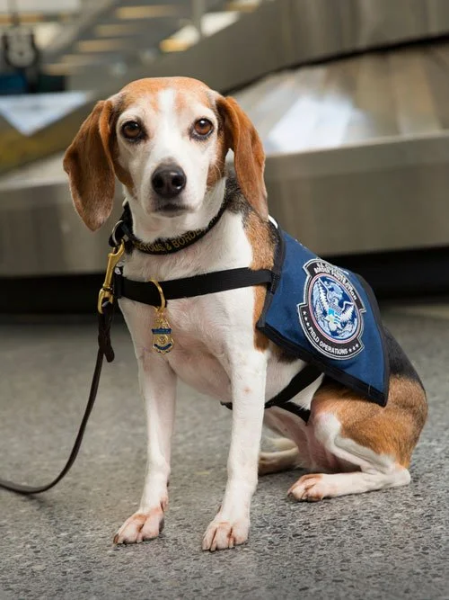 A Beagle Brigade detection dog sits alertly near airport baggage claim, wearing a U.S. Customs and Border Protection vest and badge.