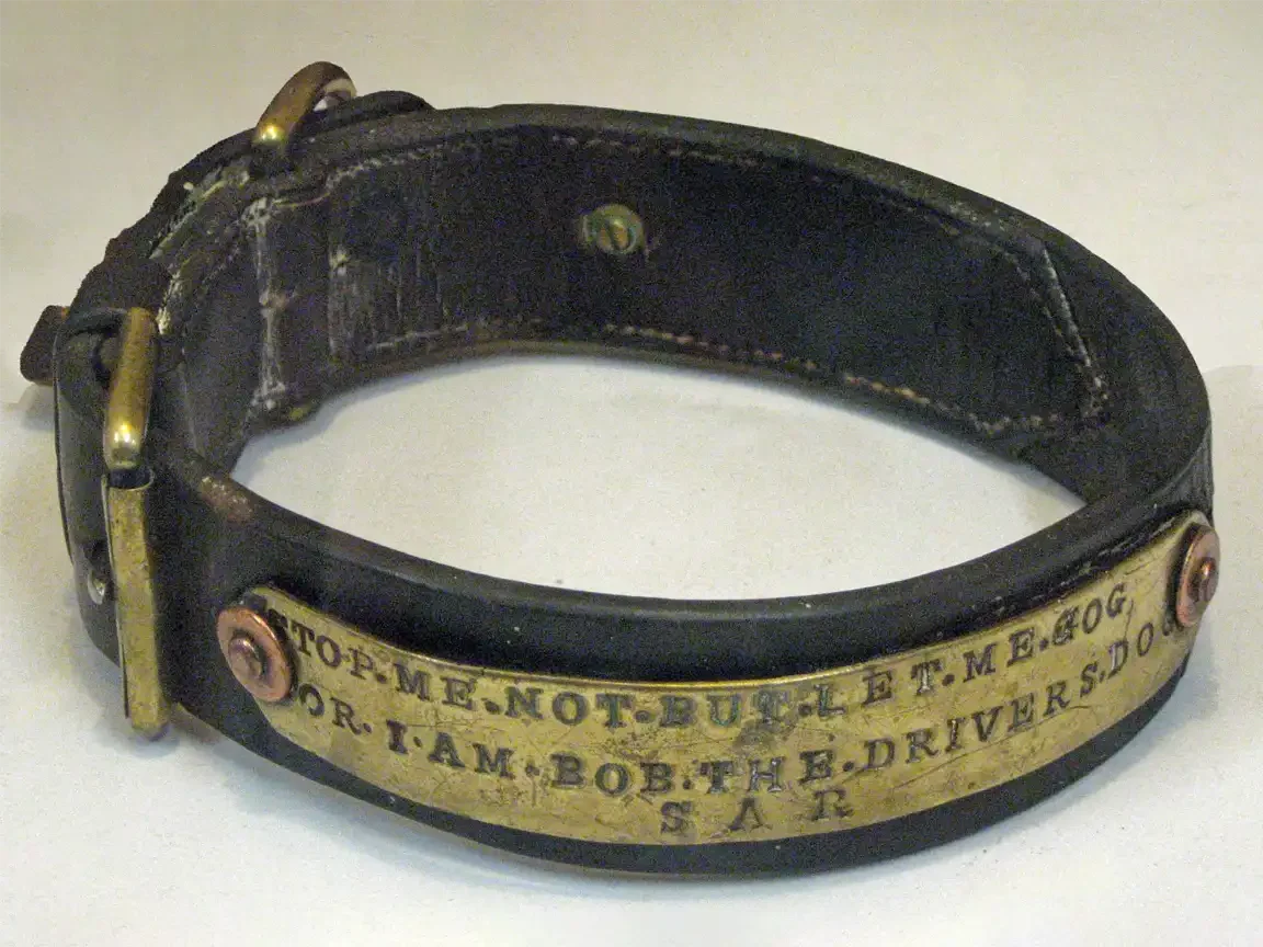 A worn black leather collar with brass buckle rests on a pale surface. A riveted brass plate reads: STOP ME NOT BUT LET ME JOG FOR I AM BOB THE DRIVERS DOG, with S A R stamped below.